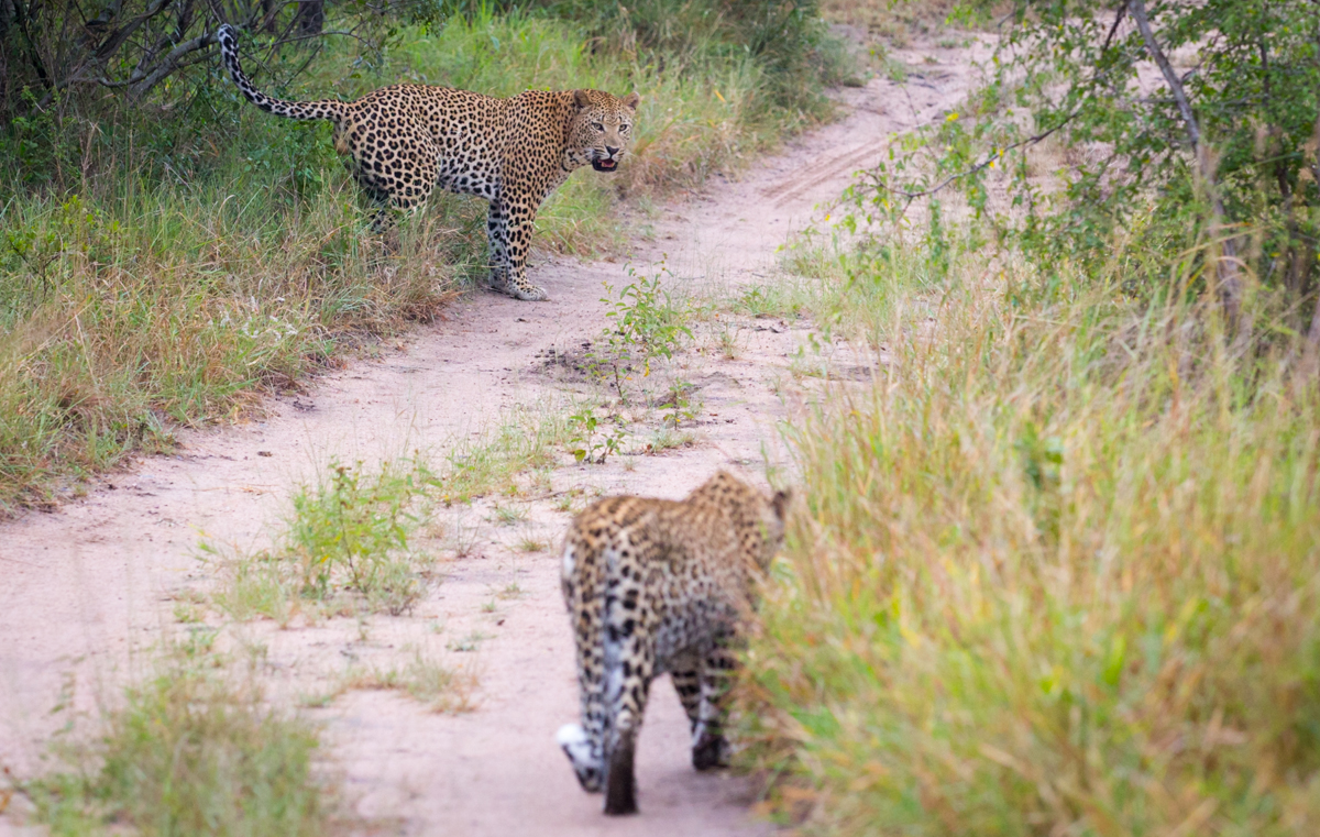 Maxabeni And LB Maxabeni And LB