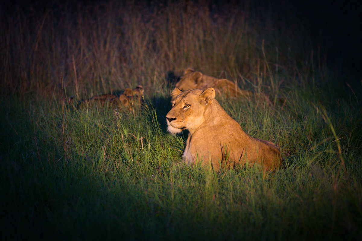 SP Lioness 01 SP Lioness 01