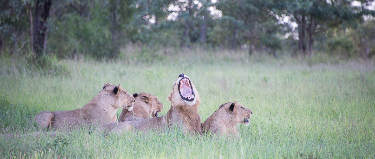 SP Lioness 03 SP Lioness 03