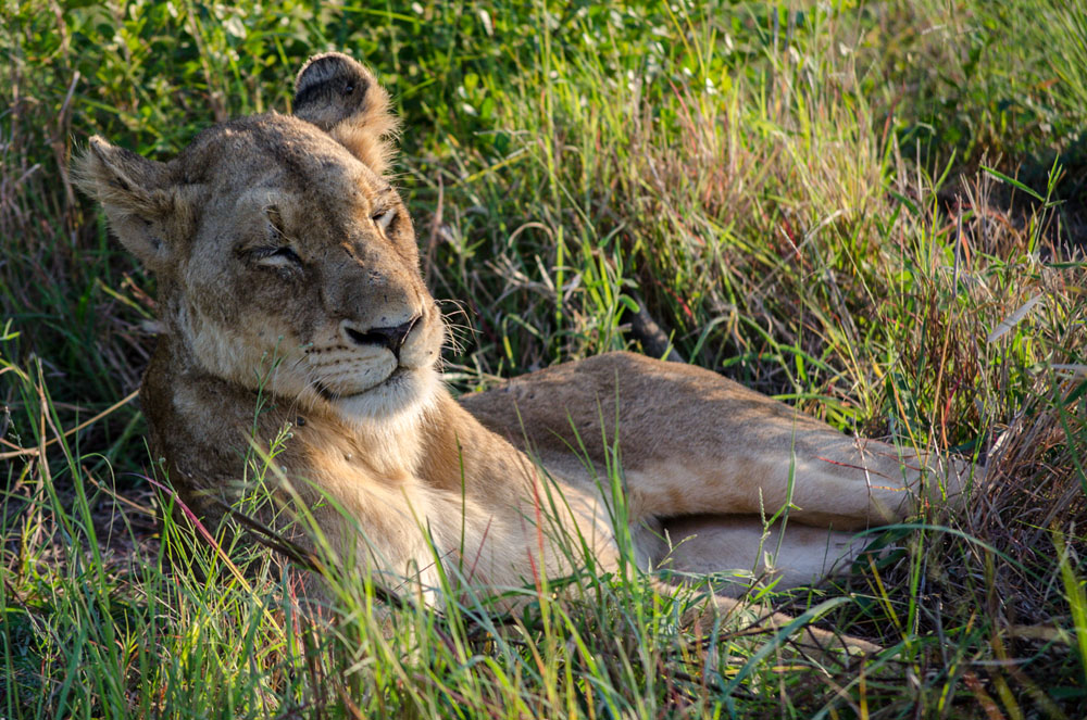 SP Lioness SP Lioness