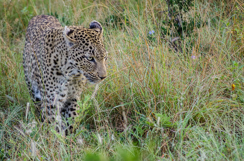 Warthog Wallow Mafazi 2