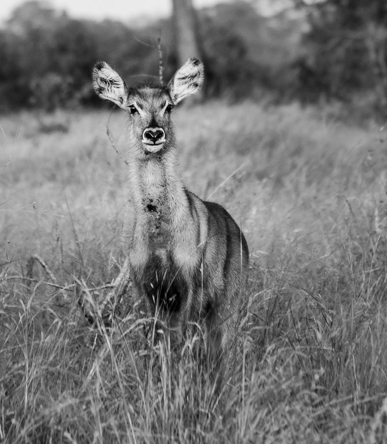 Waterbuck Waterbuck
