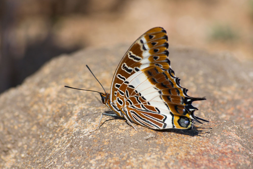 White Barred Charaxes White Barred Charaxes