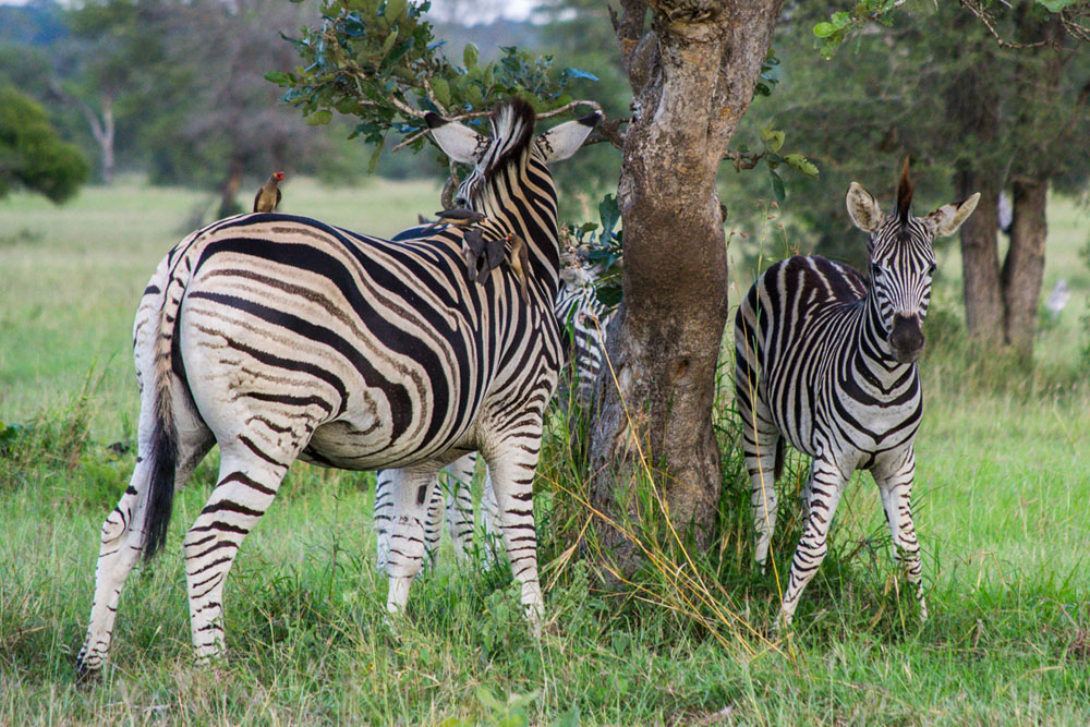 Zebra 1 Zebra 1
