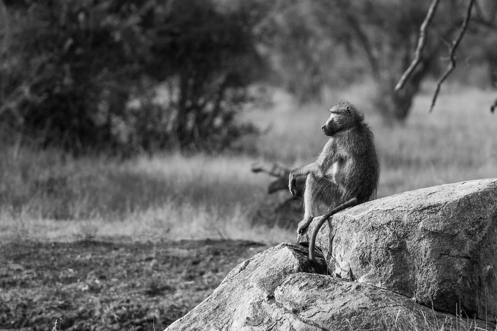 Baboon Thinking Baboon Thinking