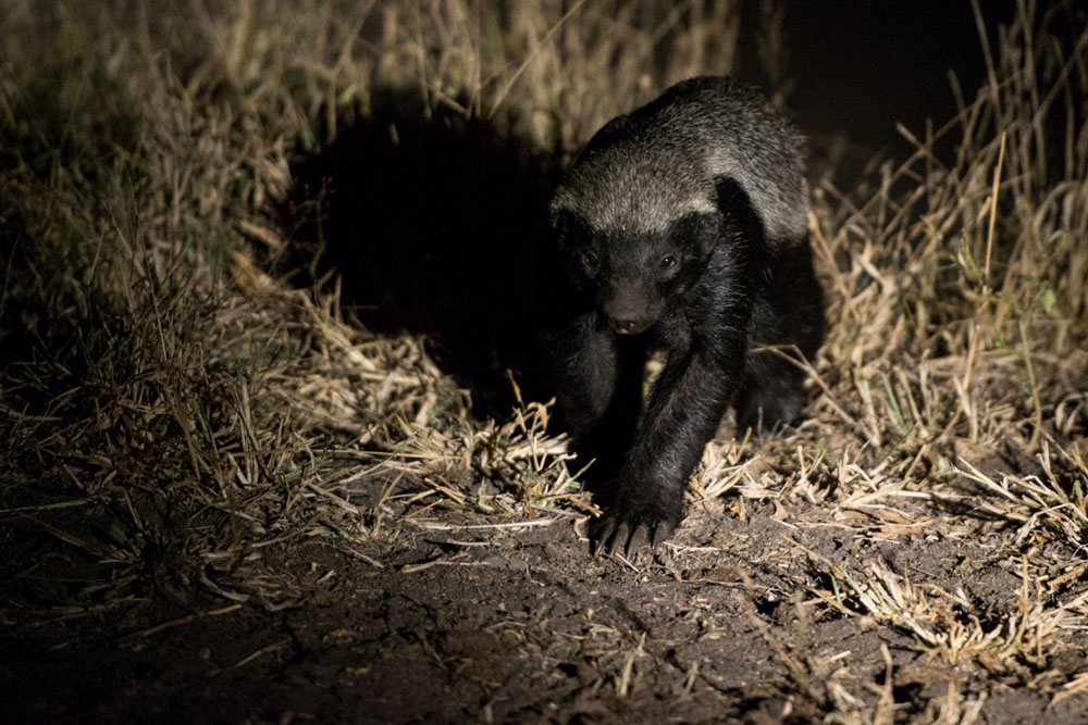 Honey Badger Spot Honey Badger Spot