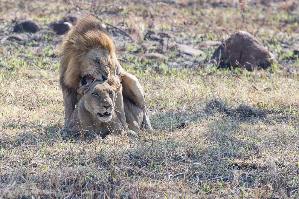 Lions Mating 3 Lions Mating 3