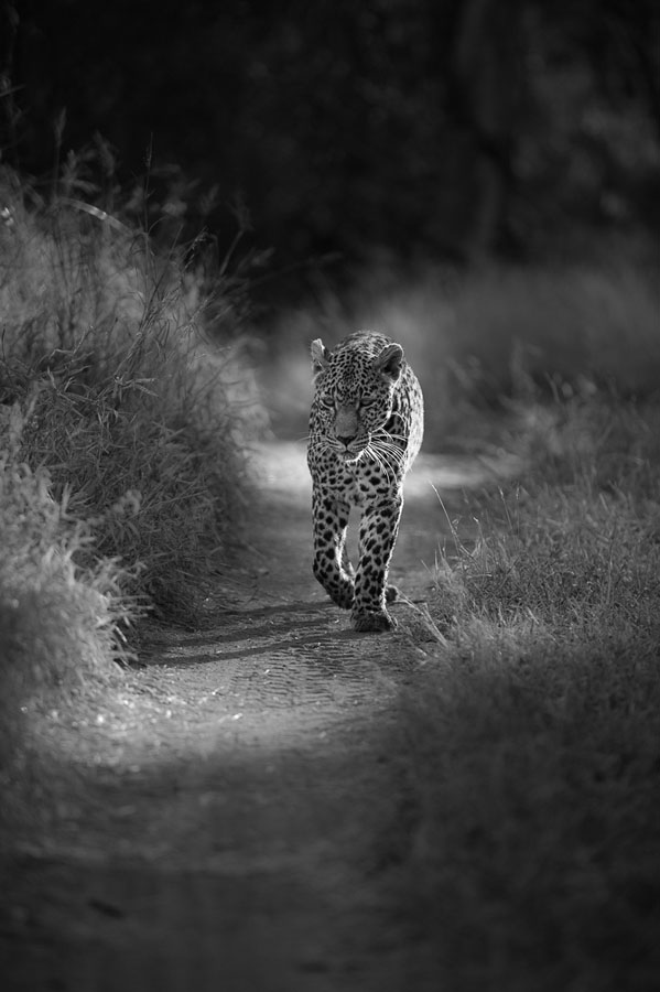 Nottins Bw Rich Nottins Bw Rich