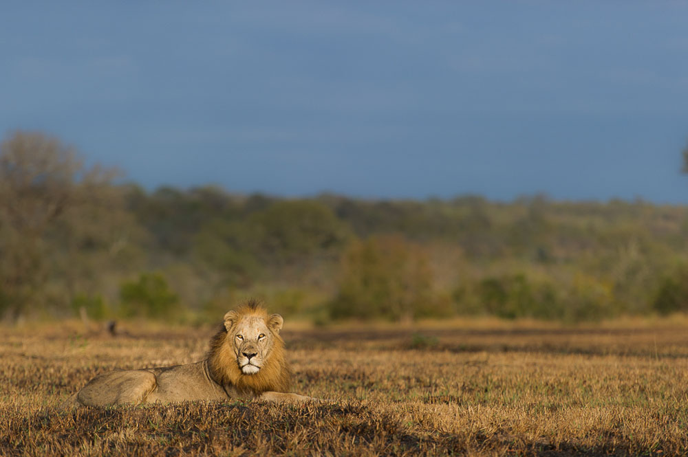Sandriver Males Sandriver Males