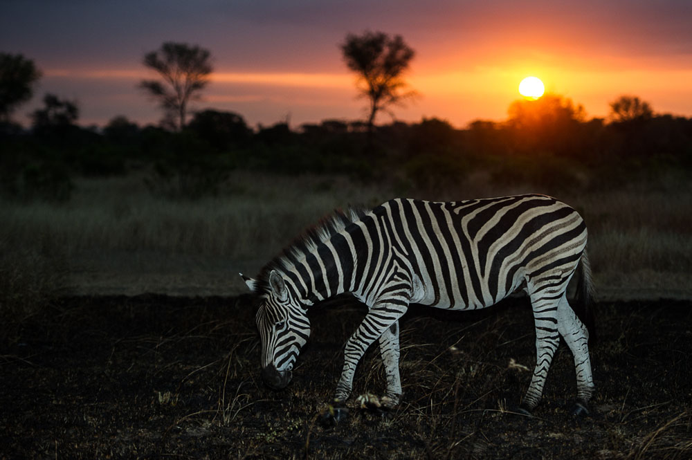 Zebra Sunset Zebra Sunset