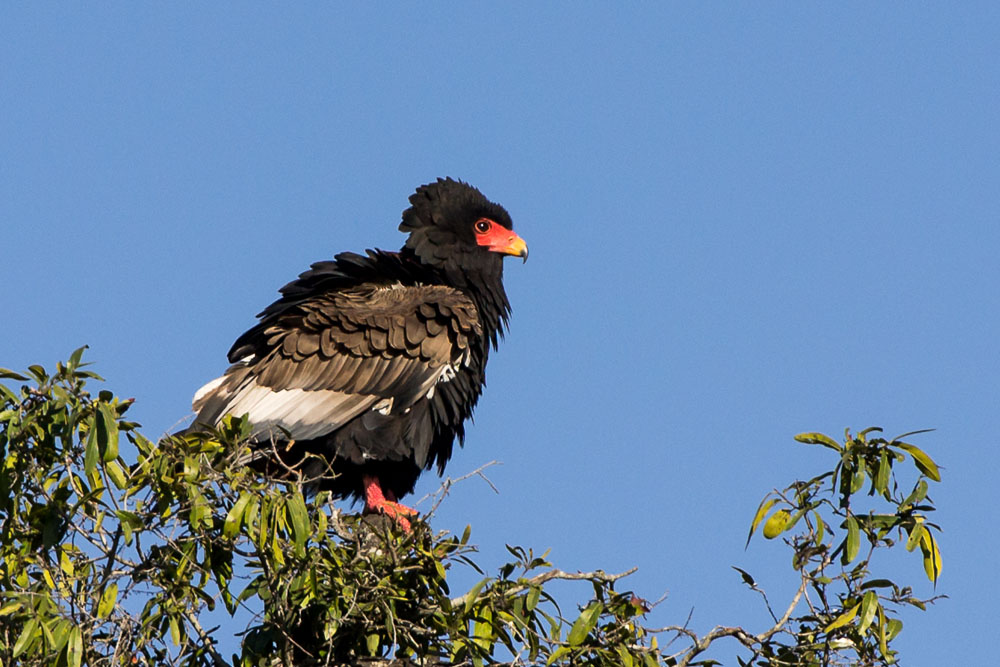 Bataleur Female Bataleur Female