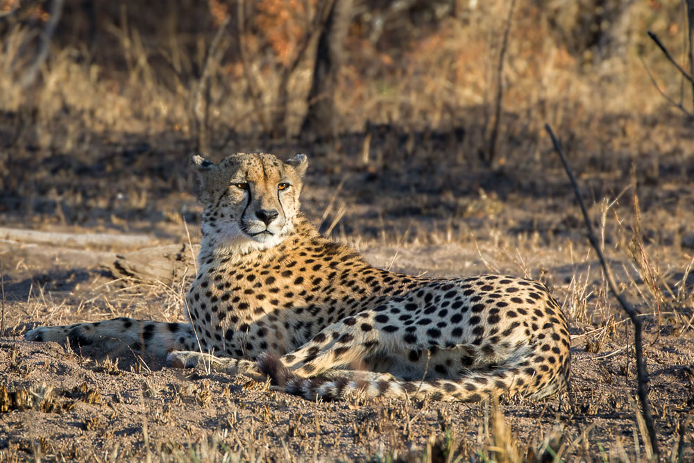 Cheetah Hosi Cheetah Hosi