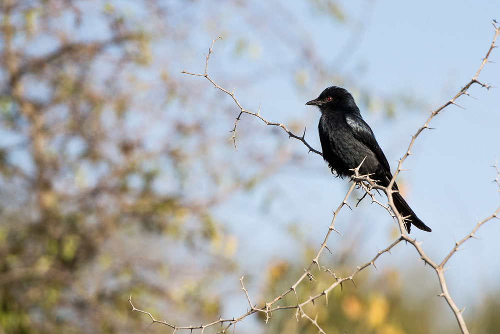 Forktailed Drongo Forktailed Drongo