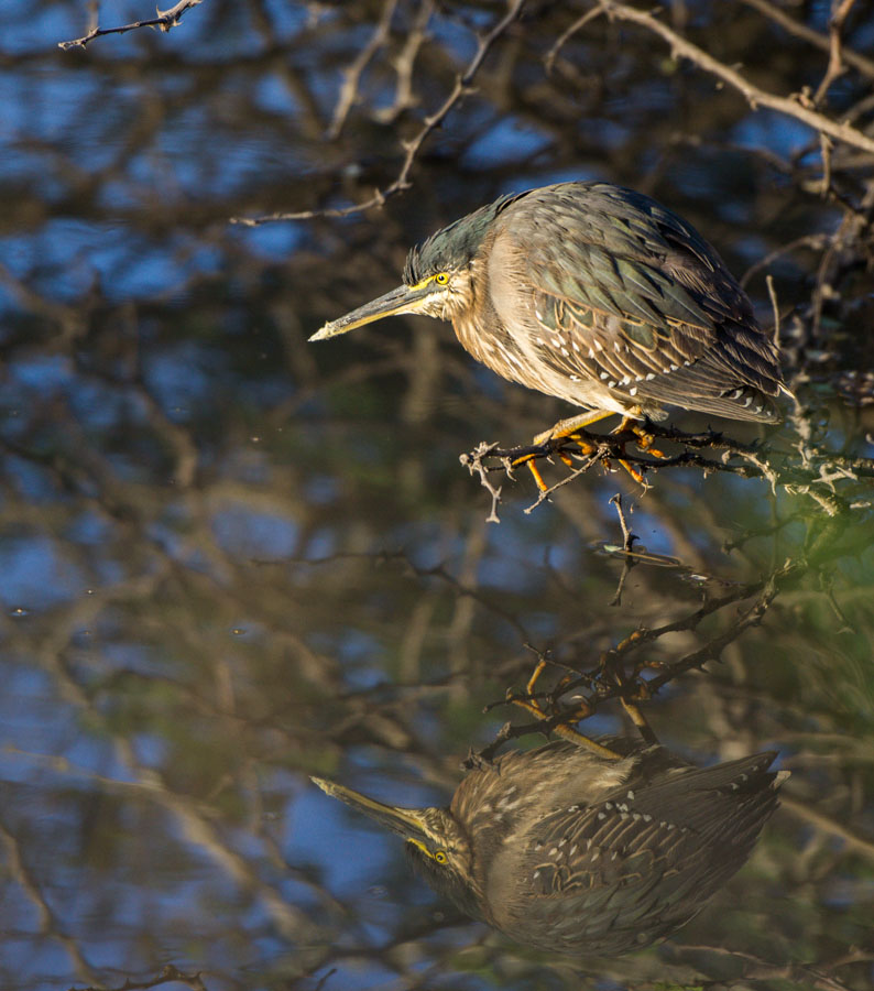 Green Backed Heron Green Backed Heron