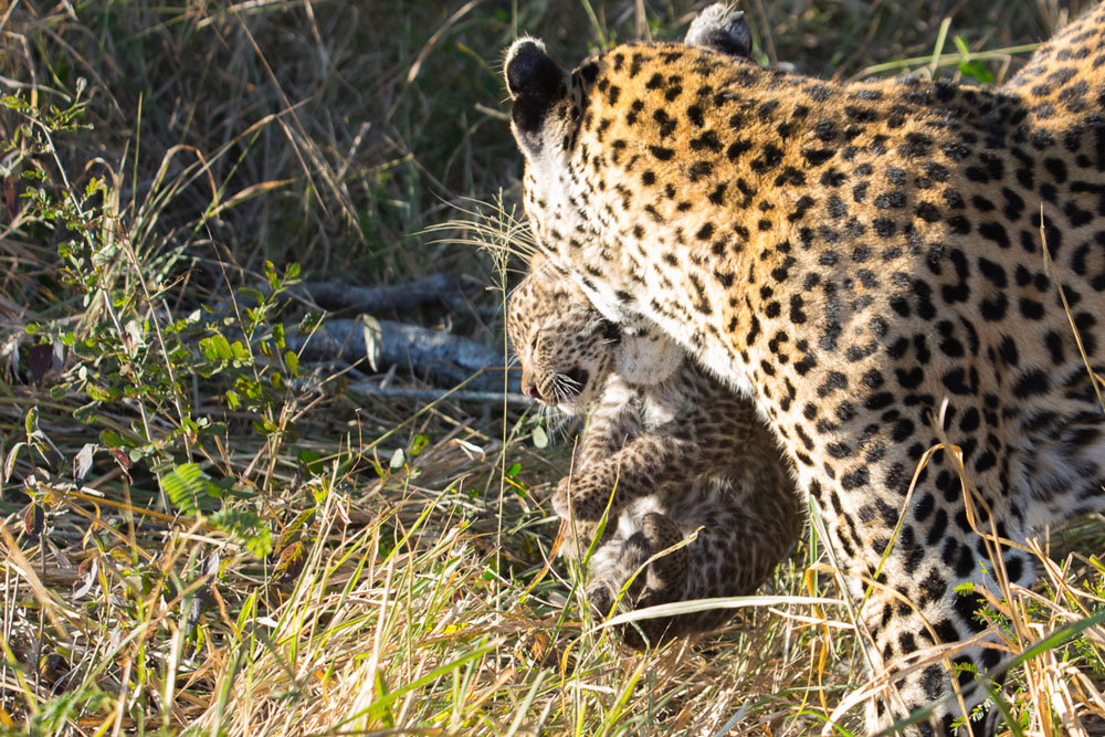 Leopard Cub 3 Pravir