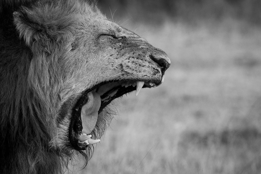 Sand Rivers Mating 4