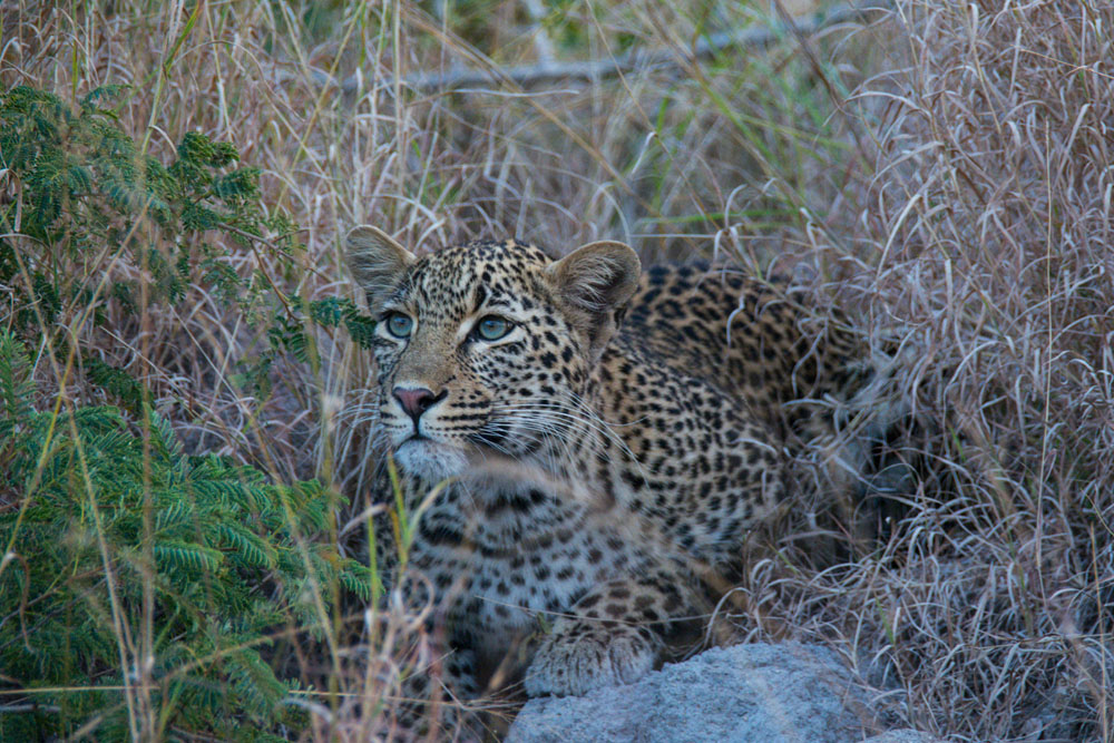 New Leopard 1 Of 1 New Leopard 1 Of 1