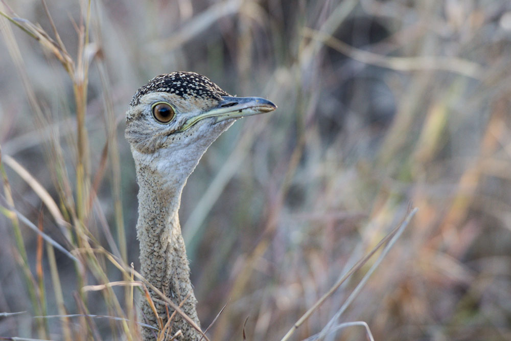 Black Bellied Bustard Black Bellied Bustard
