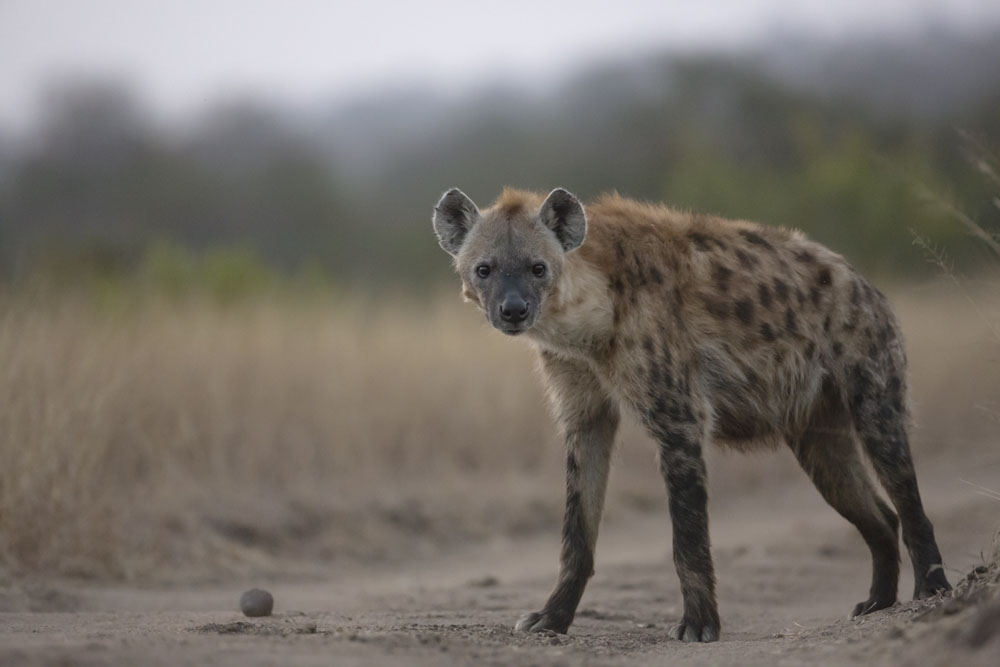 Hyena