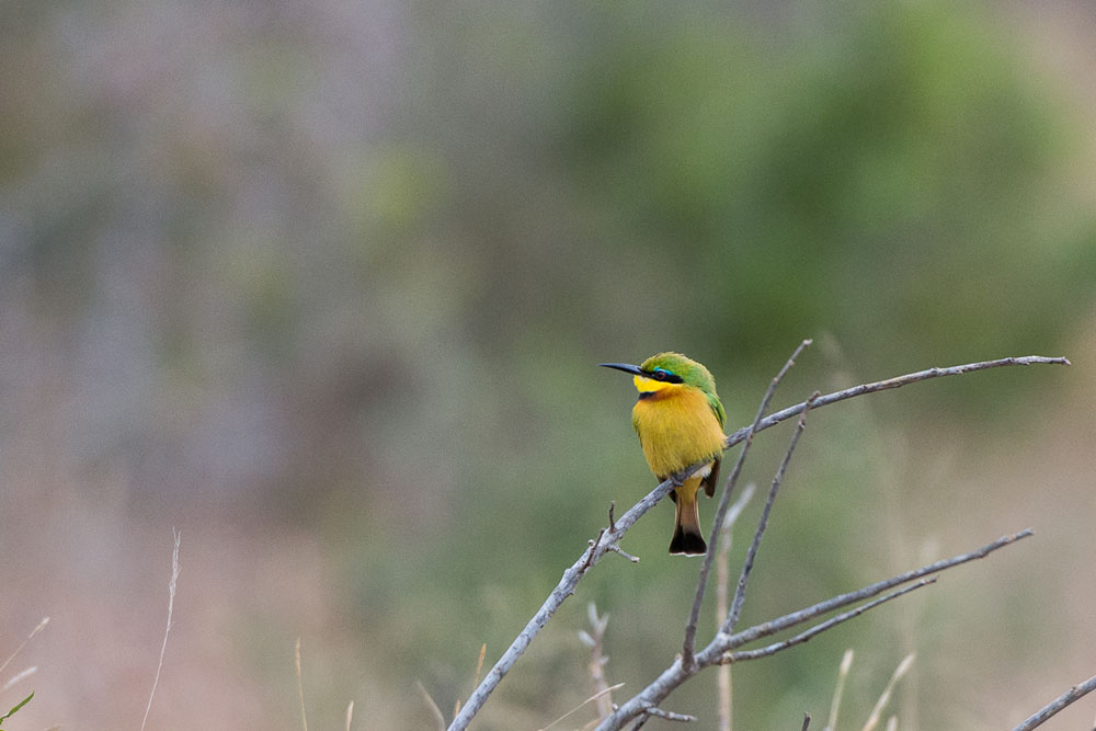 Little Bee Eater Little Bee Eater