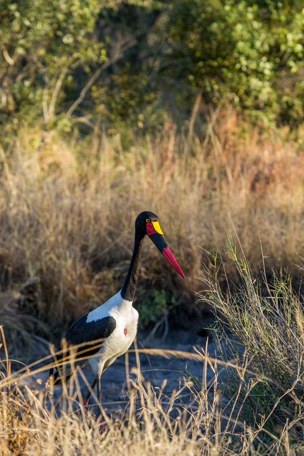 Saddle Billed Stork