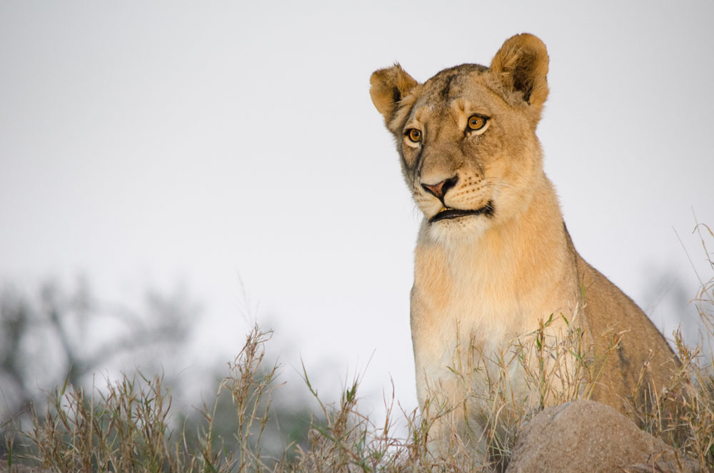 Lioness Blog6 Steve Lioness Blog6 Steve