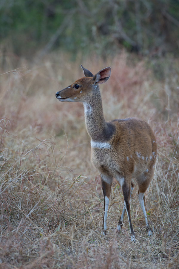 Bush Buck Bush Buck