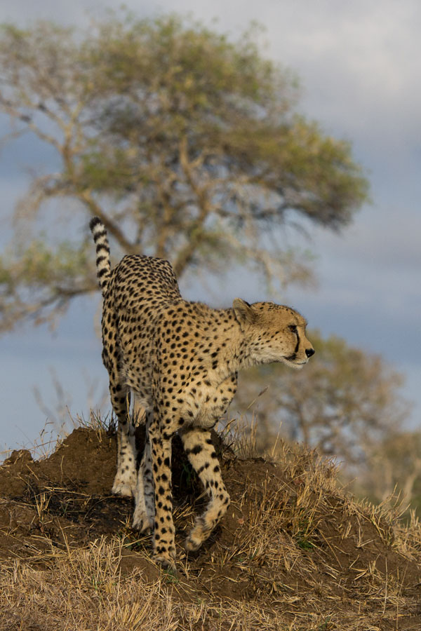 Cheetah Cheetah