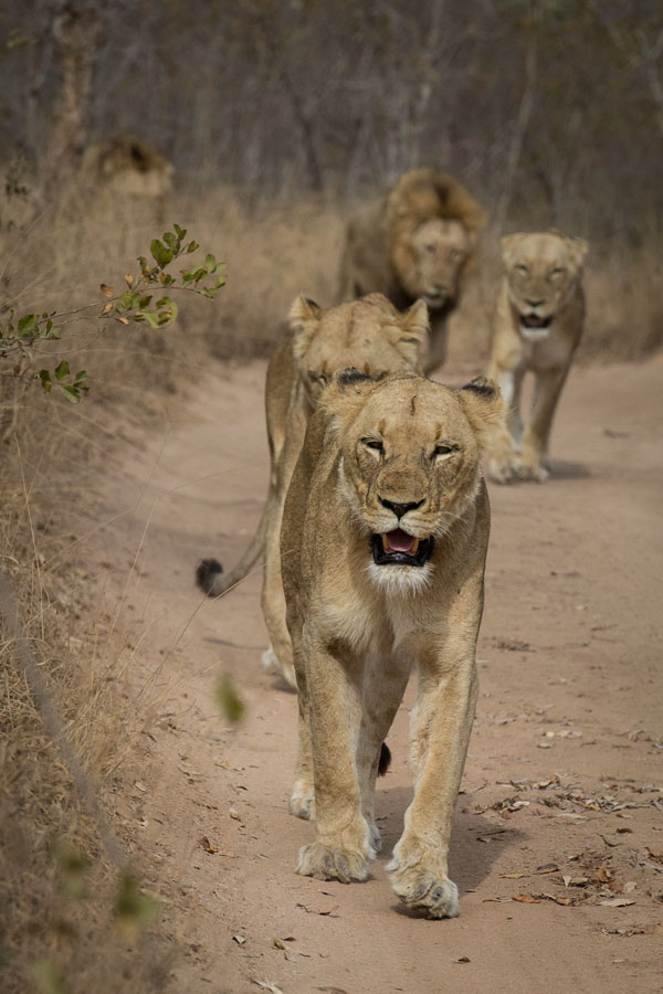 Lion Vs Buffalo 1 Lion Vs Buffalo 1