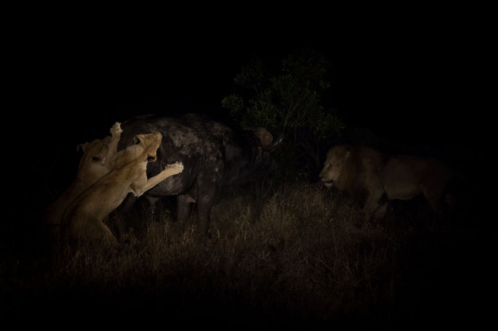 Lion Vs Buffalo 7 Lion Vs Buffalo 7