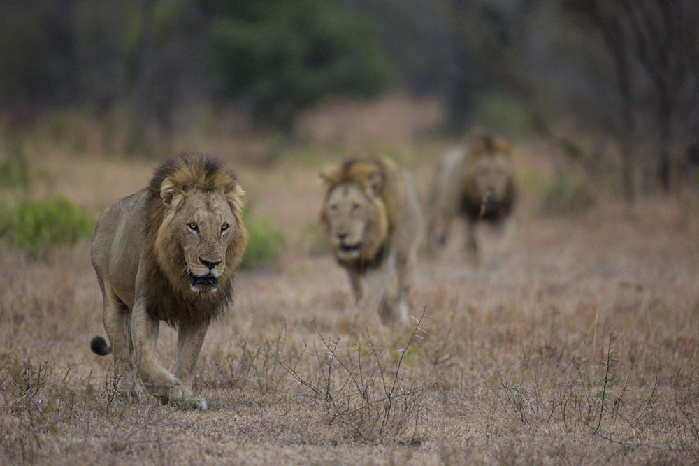 Sandriver Male 3 Lance