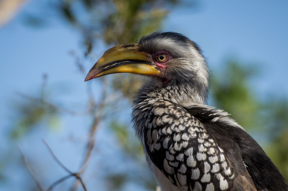 Hornbill Hornbill