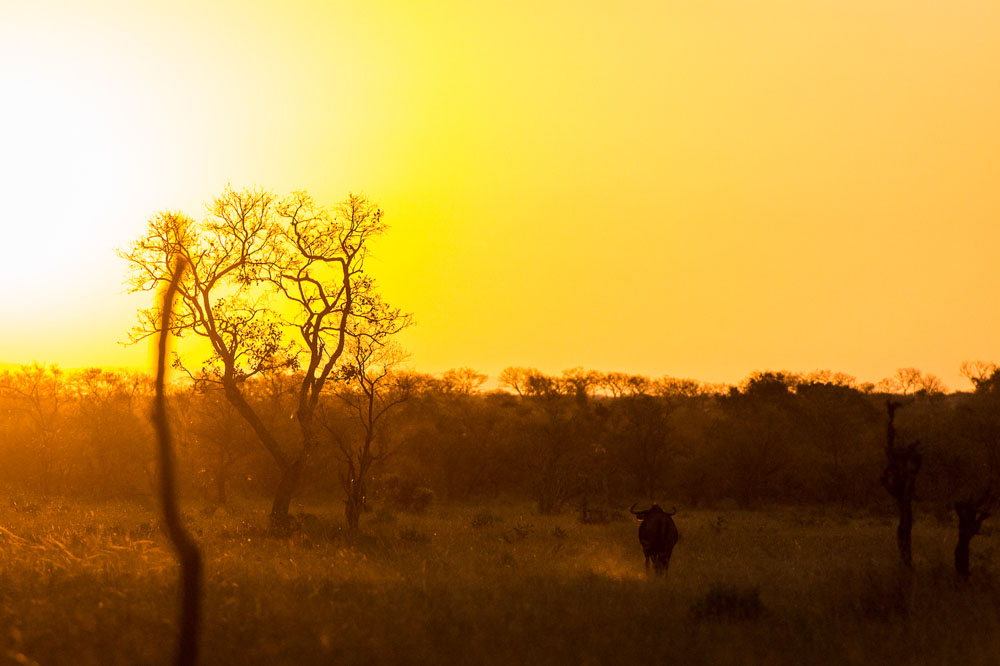 Wildebeest Sunset Wildebeest Sunset