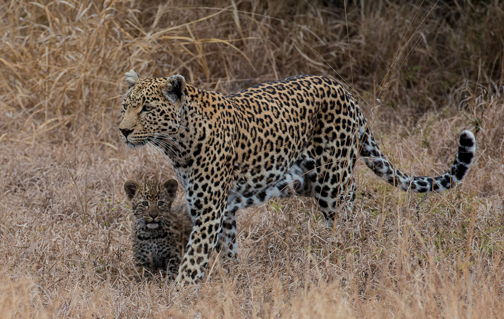 Cycle Highlights Julyaug 11