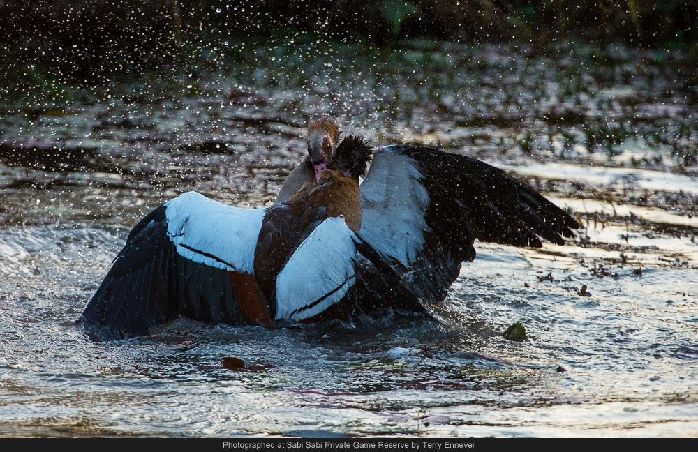 10694383 737472389633748 8892889600854956311 O