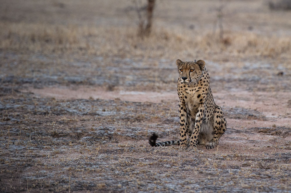 Cheetah Rich 5 Cheetah Rich 5