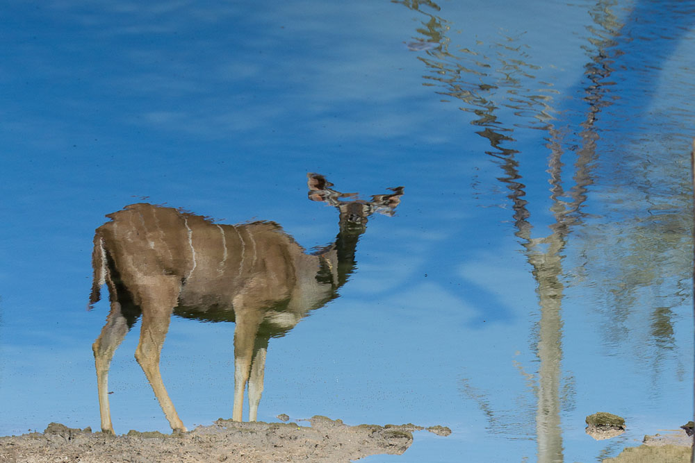 Kudu Reflecion