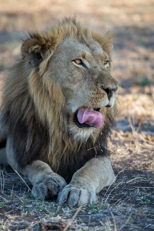Solo Yawn Solo Yawn