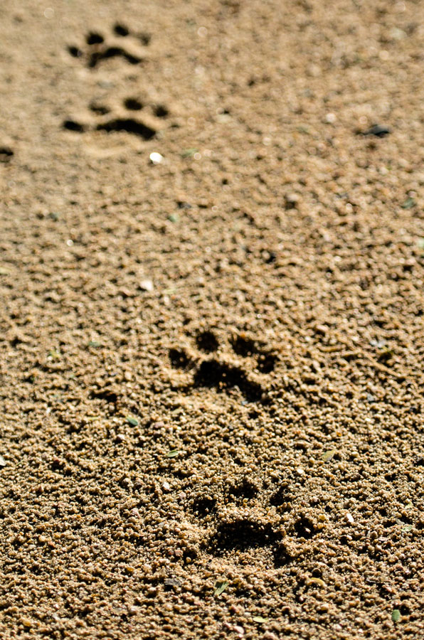 Tracks Tracks