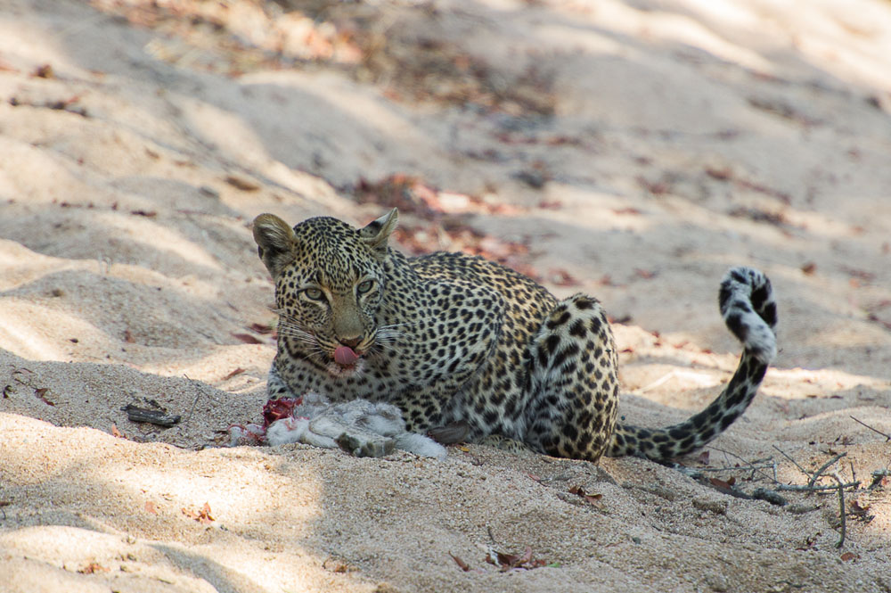 Kelenge Female Rich 8