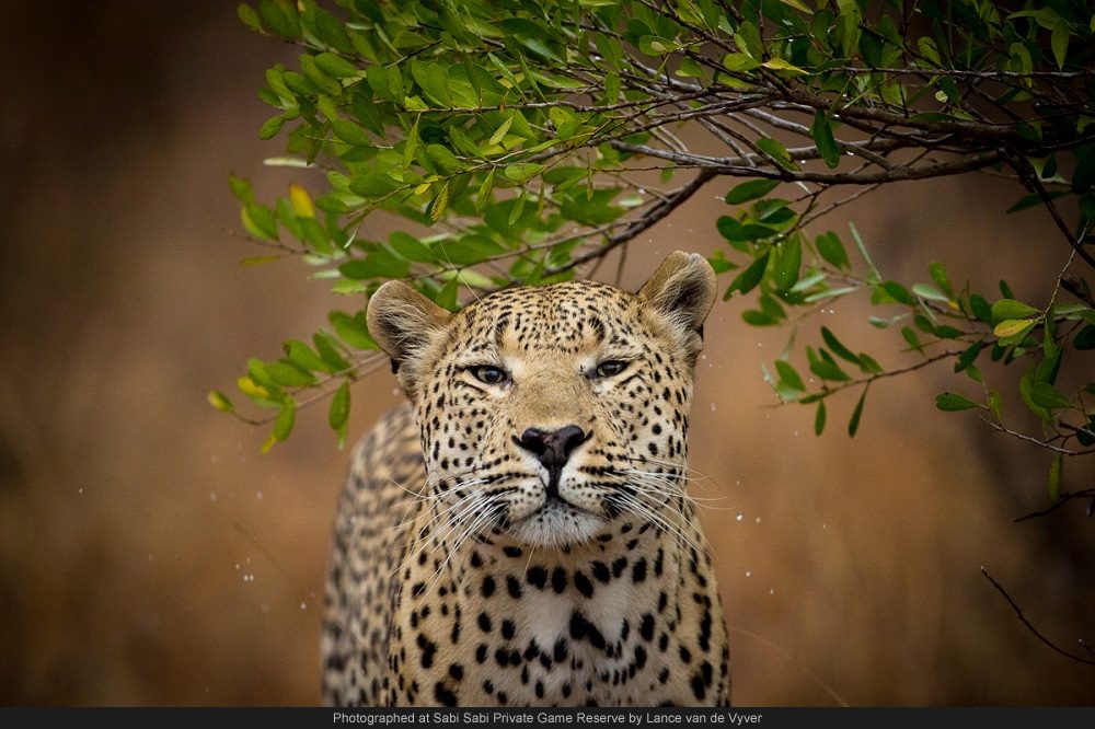 10636442 749107251803595 923890621326671032 O