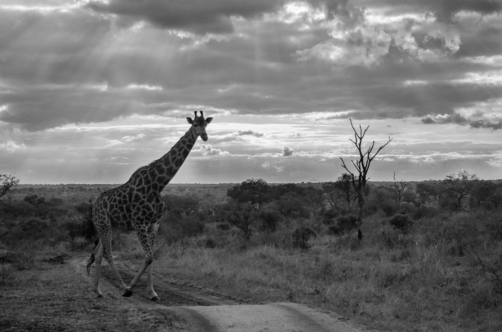 Giraffe Steve Giraffe Steve