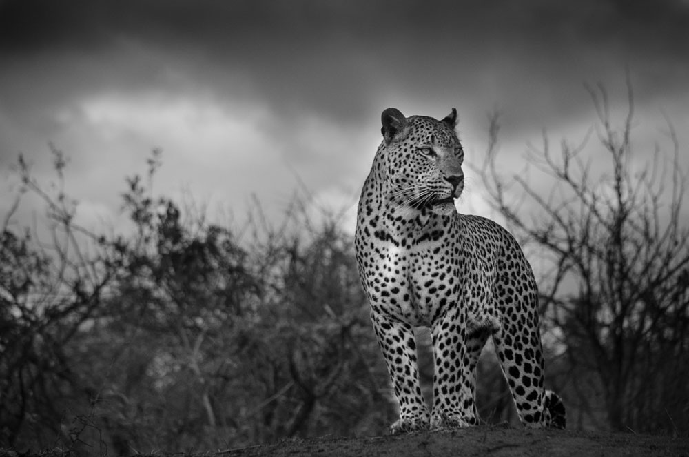 Maxabeni Stare Steve Maxabeni Stare Steve