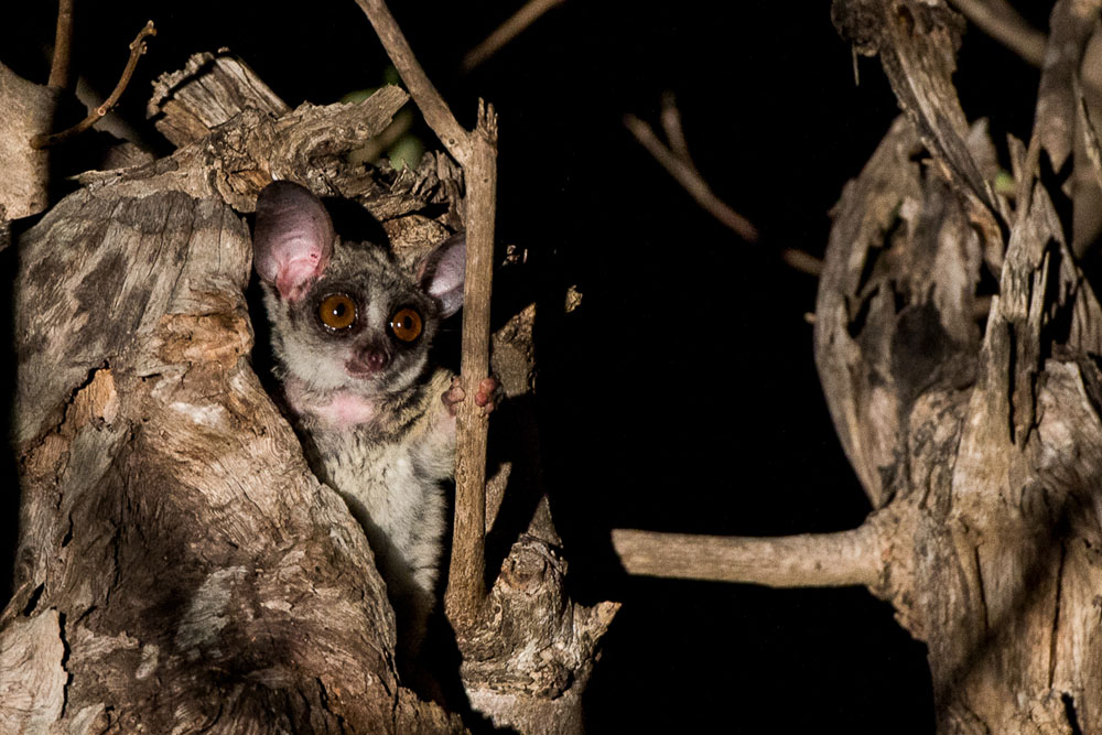 Mike Palmer Bushbaby 2 Mike Palmer Bushbaby 2