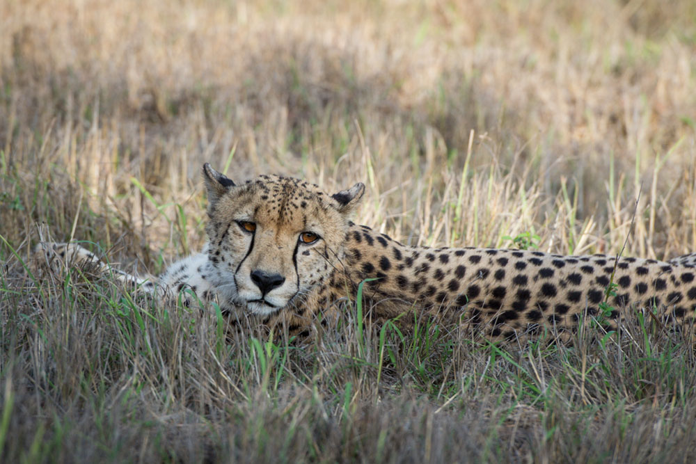 Mike Palmer Cheetah Mike Palmer Cheetah