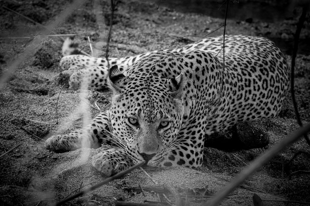 Mike Palmer Maxabeni 2 Mike Palmer Maxabeni 2