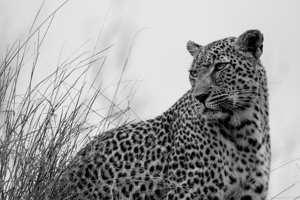 Mike Palmer Warthog Wallow BW Mike Palmer Warthog Wallow BW