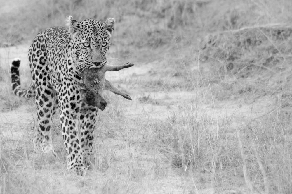 Nottins And Kill Steve Nottins And Kill Steve