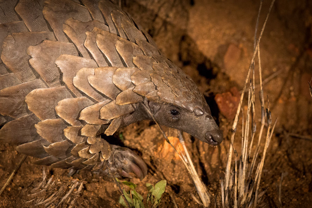 Pangolin 01 Pravir Pangolin 01 Pravir