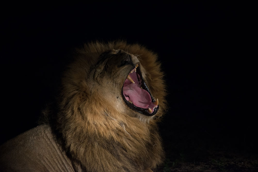 Sand River Males Grant Rodewijk Sand River Males Grant Rodewijk